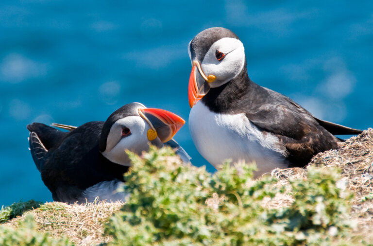 Writer visited isles colonies before compiling book on puffins | The ...