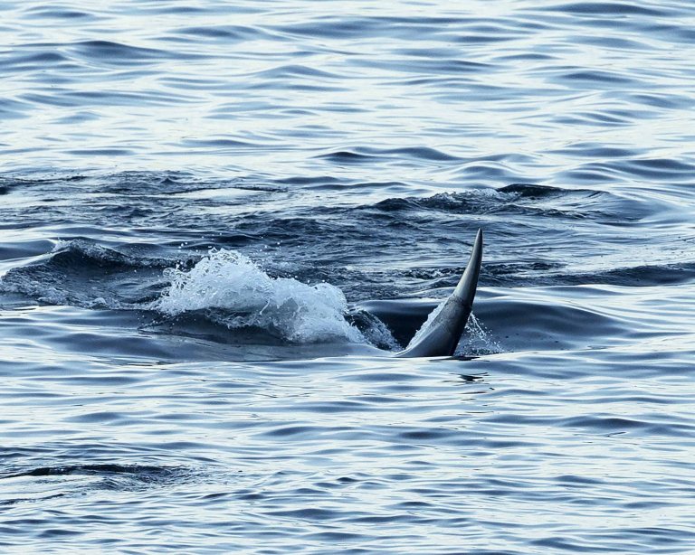 Latest orca drama captured in Quendale Bay | The Shetland Times Ltd