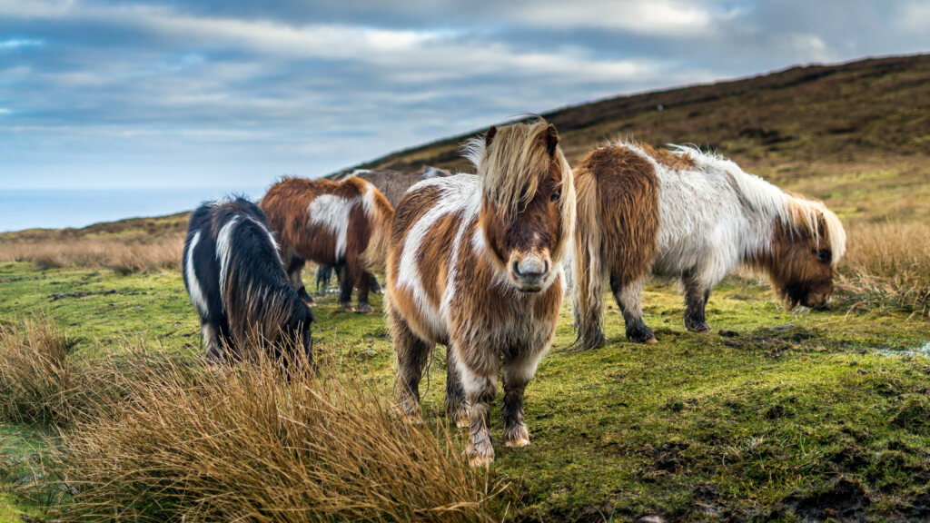 Make a date with cracking calendar competition winner The Shetland