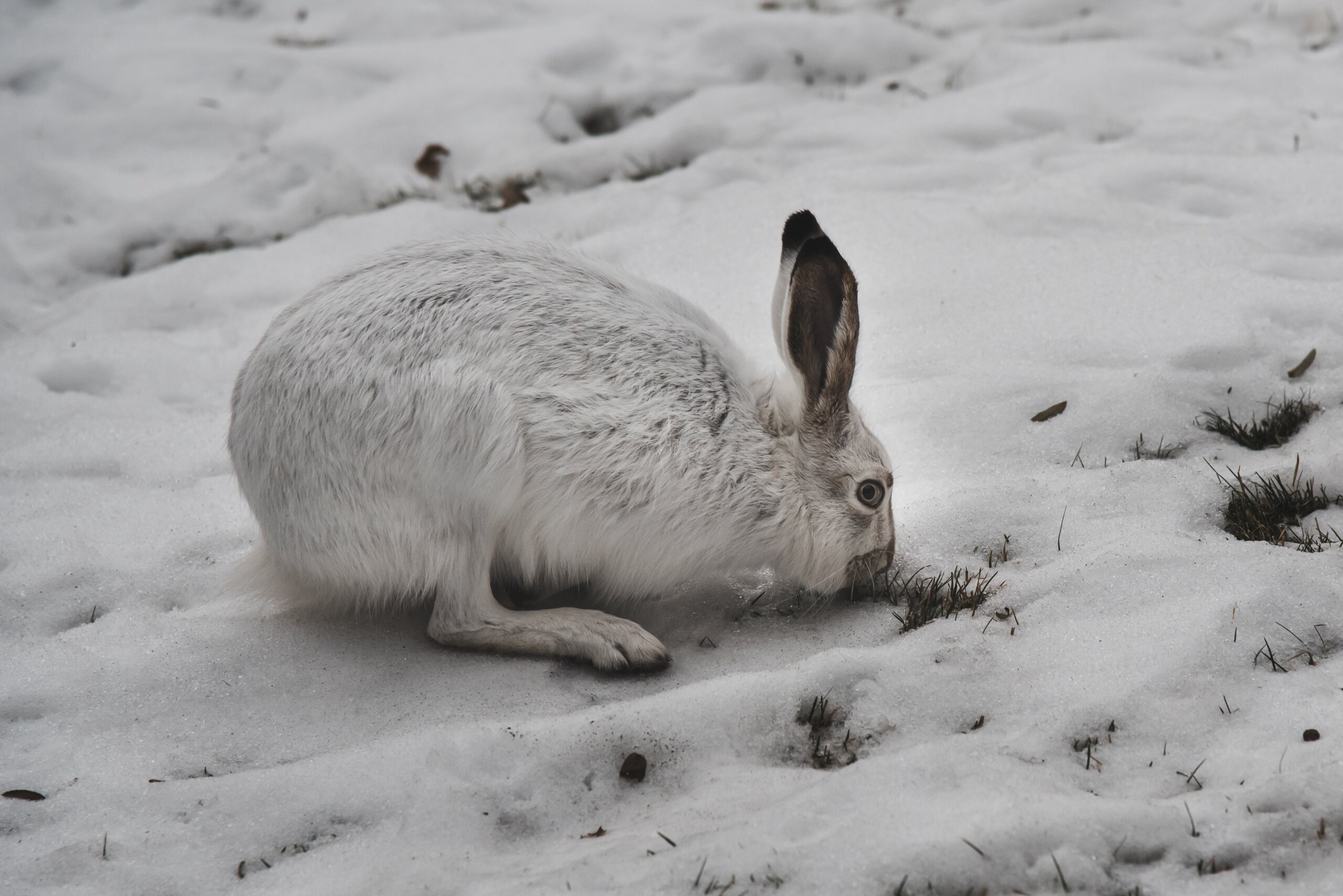 Scottish ban on Mountain Hare hunting comes into force | The Shetland ...