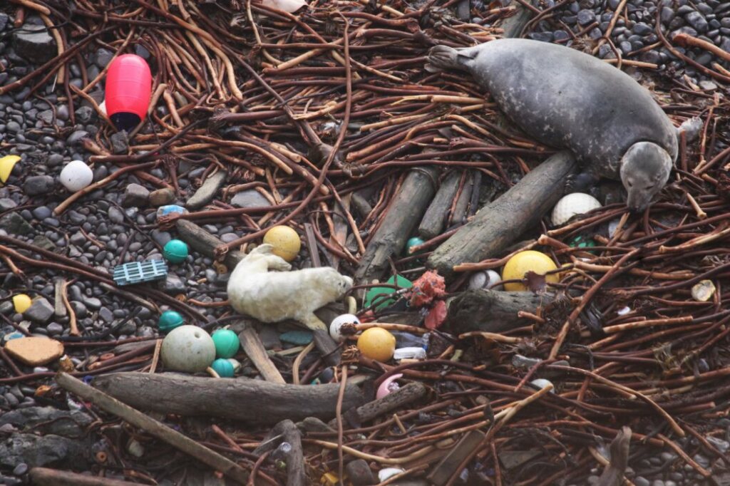 Video of seal pup on rubbish strewn beach leaves environmentalists ‘horrified’ 