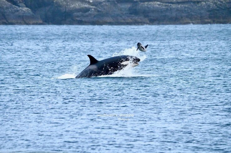 Photographer captures stunning shot of orca sending porpoise flying ...