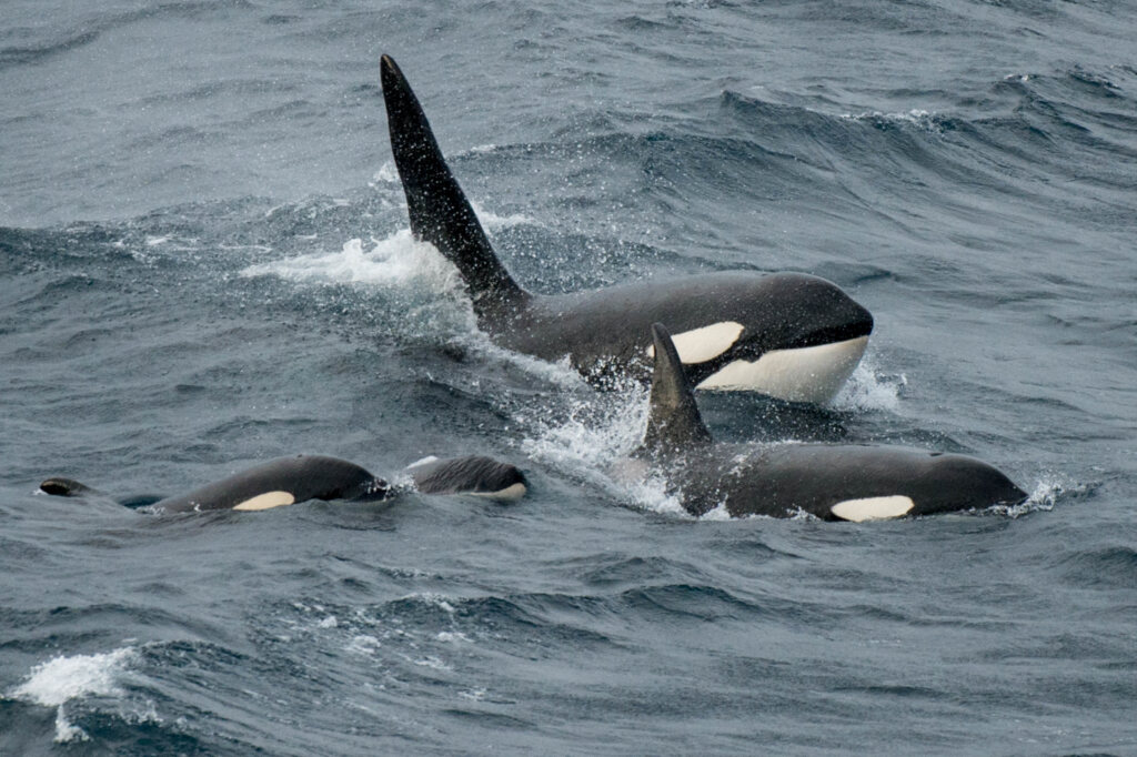 orca rams yacht off shetland