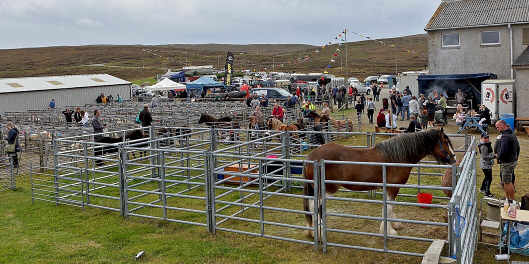 Licol Show-time shetland