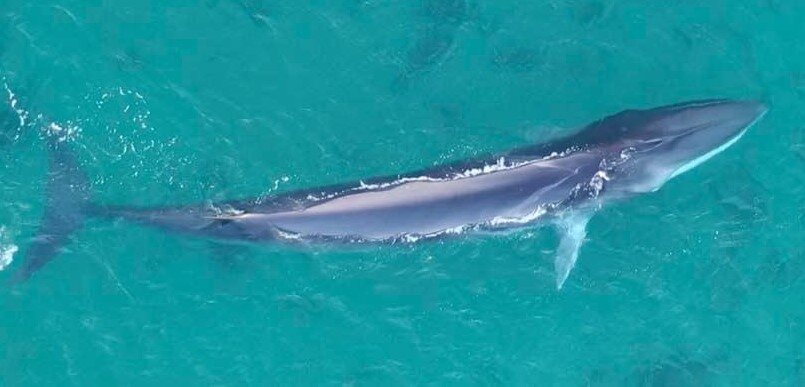 WATCH: Fin whale cruise through Uyeasound 