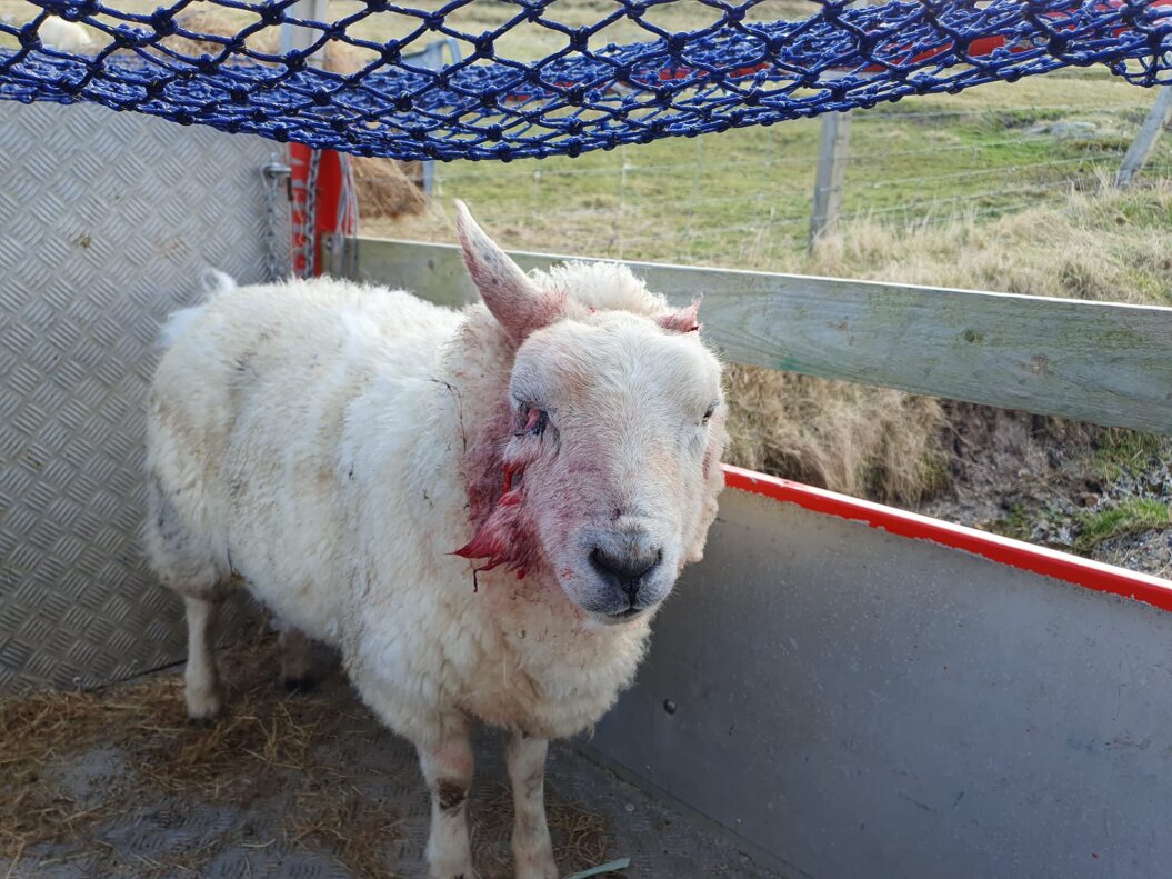 Crofter issues appeal to dog owners after ‘horrendous’ attack on sheep – Shetland Times Online