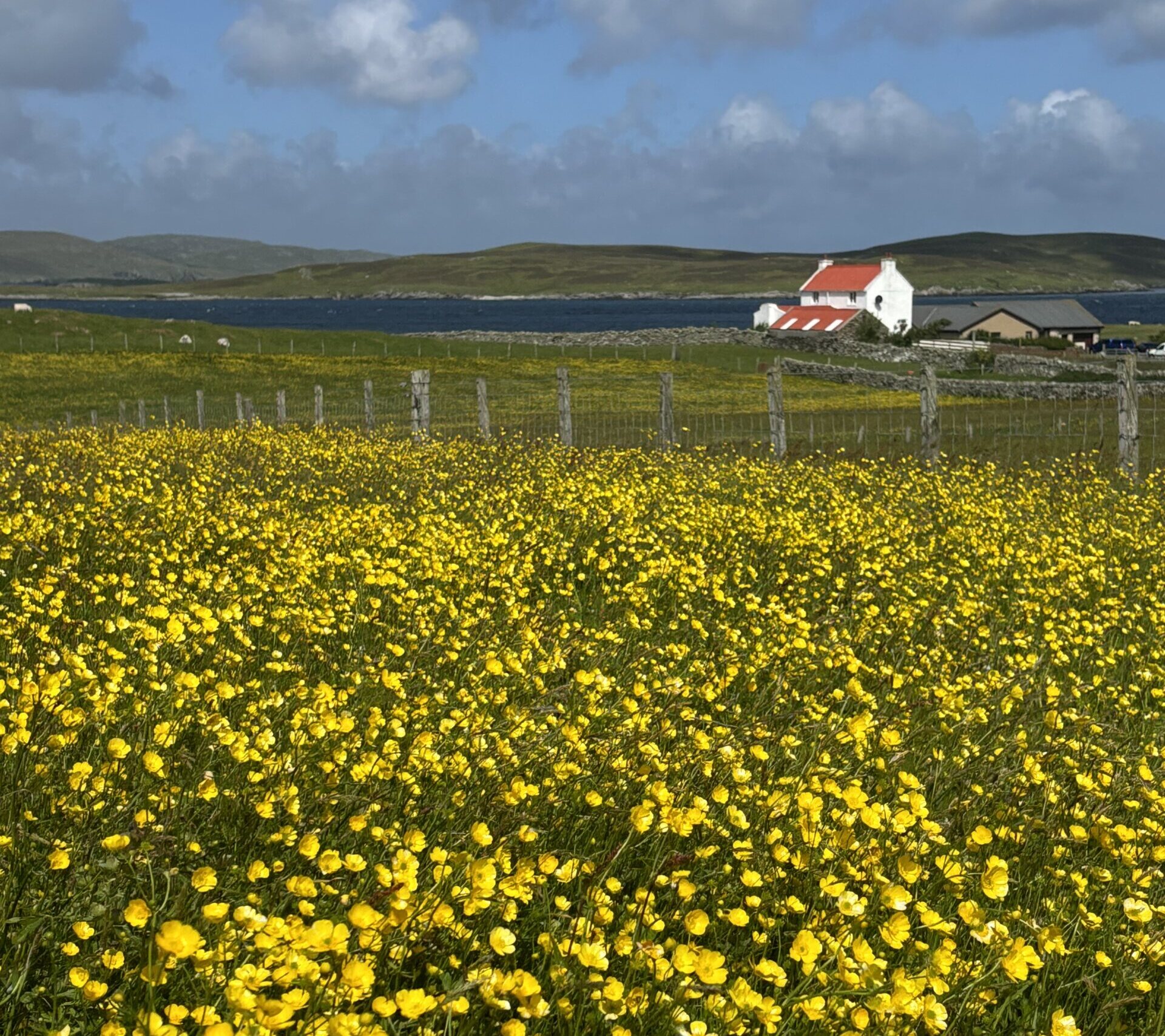 WATCH: Whalsay buttercups in the breeze | The Shetland Times Ltd