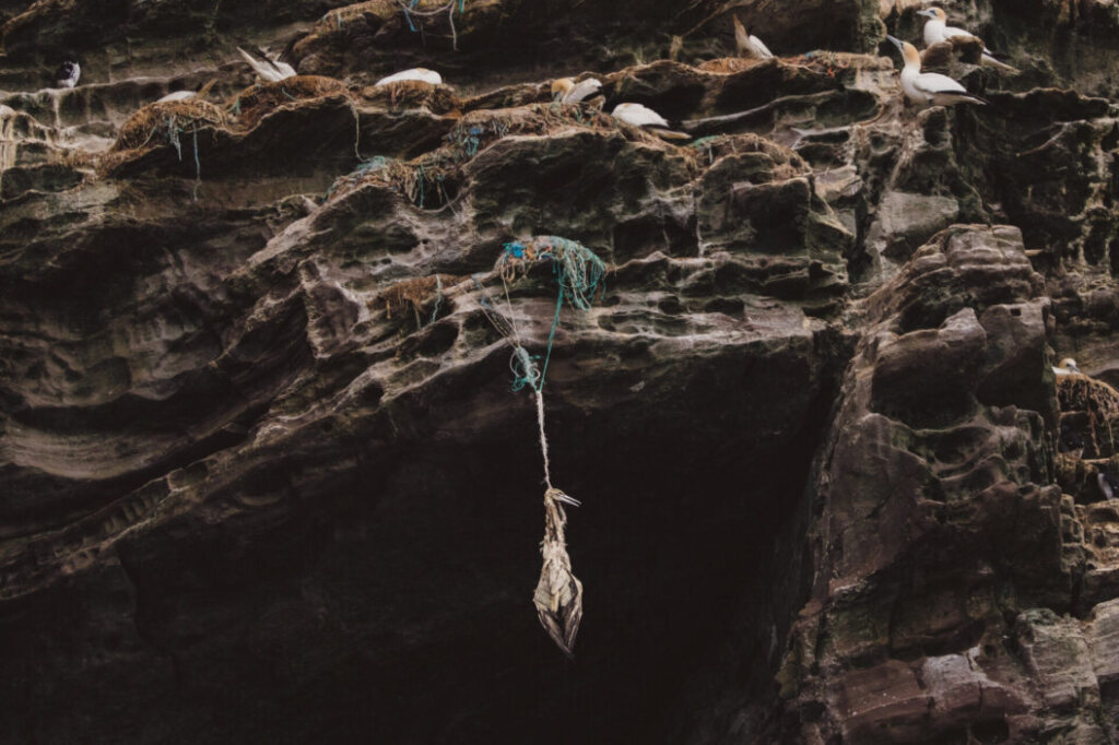 Harrowing shot of gannet entangled in ghost fishing gear short-listed for award