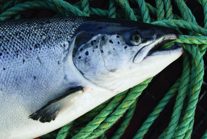 Salmon firm netted £5 million in government handouts